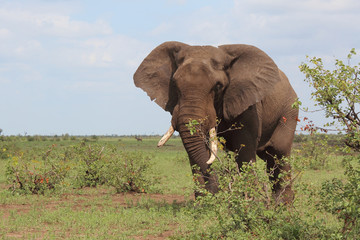 Afrikanischer Elefant / African elephant / Loxodonta africana