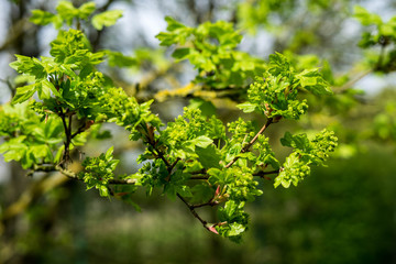 Spring in the Japaneee garden in Hasselt, Belgium