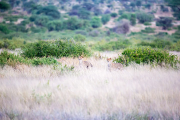 Some cheetahs are running in the savannah in the tall grass