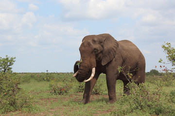 Afrikanischer Elefant / African elephant / Loxodonta africana