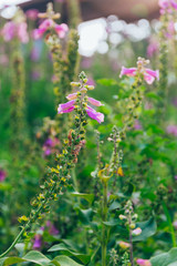 Outdoor blooming pink and purple foxglove flowers，Digitalis purpurea L