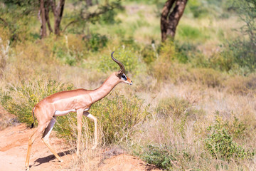 A Gerenuk walks in the grass through the savannah