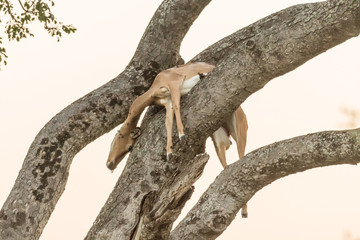 Leopard kill, an impala, in a tree
