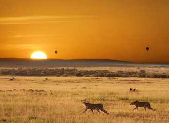 Sunset with cheetahs