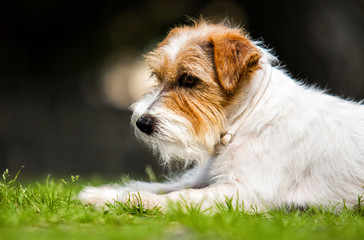 jack russell terrier dog on the grass