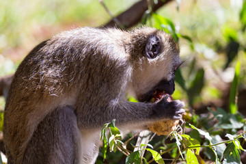 A monkey eats at a fruit found