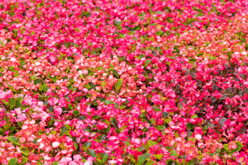 Obraz premium Small pink red flowers Begonia as bright natural summer background