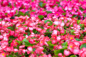 Small pink red flowers Begonia as bright natural summer background