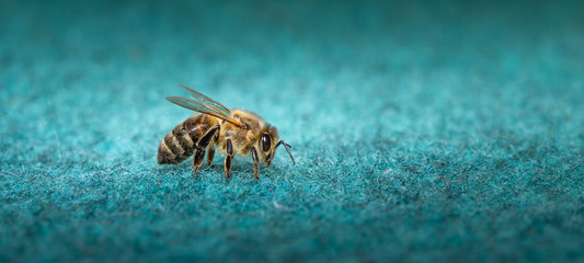 Biene auf dem Teppich