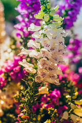 Outdoor blooming pink and purple foxglove flowers，Digitalis purpurea L
