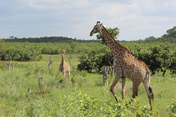 Giraffe / Giraffe / Giraffa Camelopardalis