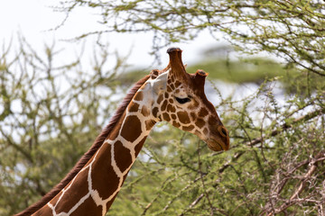 A closeup of a giraffe with many plants in the background