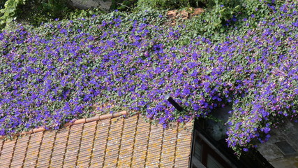 Flowers on the roof © Waw Potocki