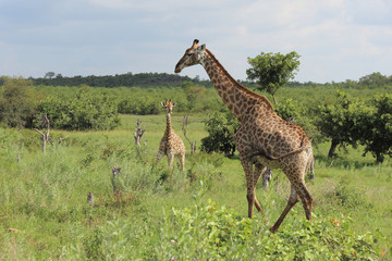 Giraffe / Giraffe / Giraffa Camelopardalis