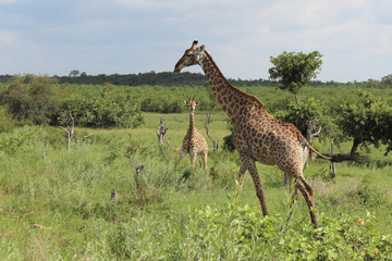 Giraffe / Giraffe / Giraffa Camelopardalis