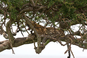 A leopard has settled comfortably between the branches of a tree to rest