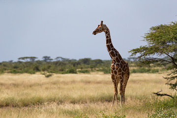 Giraffes in the savannah of Kenya with many trees and bushes in the background