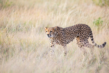 A cheetah walks in the high grass of the savannah looking for something to eat
