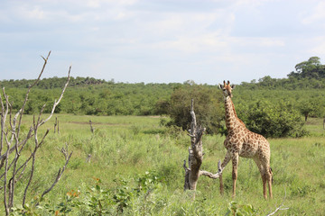 Giraffe / Giraffe / Giraffa Camelopardalis