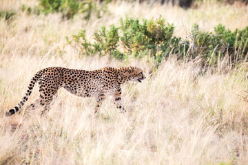 A cheetah walks in the high grass of the savannah looking for something to eat