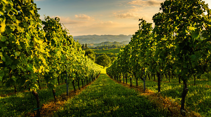 View at South Styria Vineyard fields in sunset sun in summer. Tourist destination.