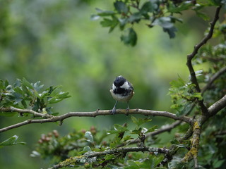 coal tit (Periparus ater)