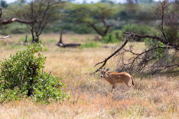 An Oryx family stands in the pasture surrounded by green grass and shrubs