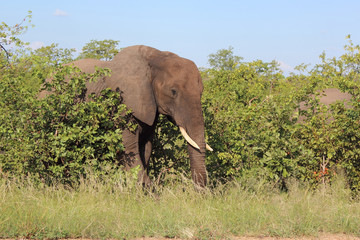 Afrikanischer Elefant / African elephant / Loxodonta africana