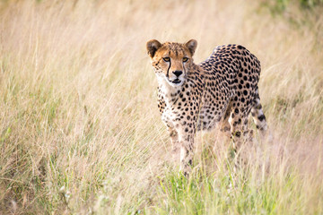 A cheetah walks in the high grass of the savannah looking for something to eat