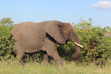 Fototapeta premium Afrikanischer Elefant / African elephant / Loxodonta africana