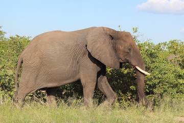 Afrikanischer Elefant / African elephant / Loxodonta africana