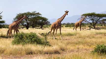 Giraffes in the savannah of Kenya with many trees and bushes in the background