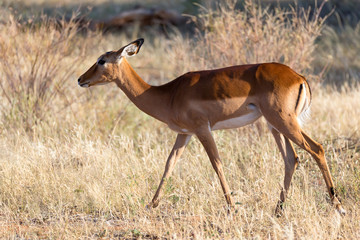 Impala gazelles grazed in the savannah of Kenya