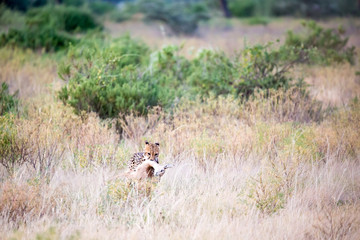 A cheetah with its prey in the tall grass of the savannah