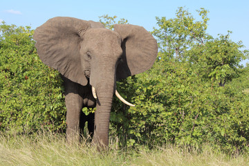 Fototapeta premium Afrikanischer Elefant / African elephant / Loxodonta africana