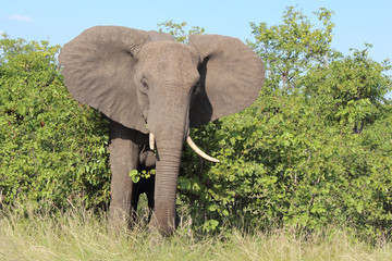 Afrikanischer Elefant / African elephant / Loxodonta africana