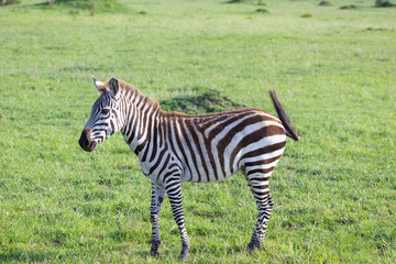 Fototapeta na wymiar A little zebra in the savannah of Kenya