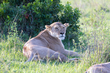 A lioness has made herself comfortable in the grass and is resting