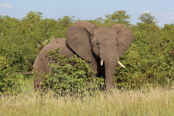 Fototapeta premium Afrikanischer Elefant / African elephant / Loxodonta africana