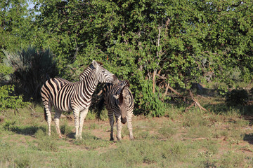 Steppenzebra / Burchell's zebra / Equus burchellii