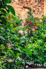 Fototapeta na wymiar Blooming rose bush on the background of an old brick wall. Vertical.