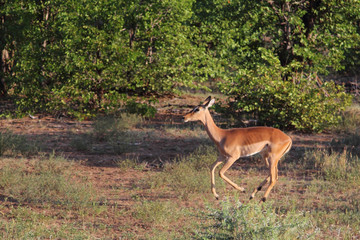 Schwarzfersenantilope / Impala / Aepyceros melampus.