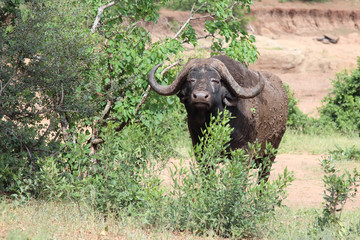 Obraz premium Kaffernbüffel / Buffalo / Syncerus caffer