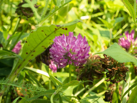 clover, herb, field, leaf, grass, outdoor, aroma, organic, sunlight, nectar, magenta, clover-flower, vegetation, daisy, red clover, park, leaves, pink flower, wildflower, seasonal, foliage, botanical,