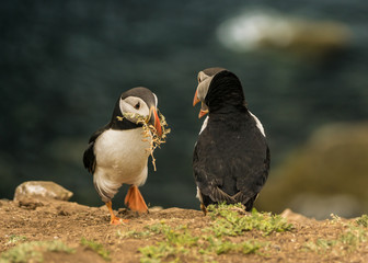 Puffins squabbling over a fern