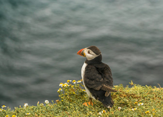 Atlantic puffin