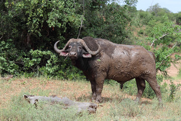 Obraz premium Kaffernbüffel / Buffalo / Syncerus caffer