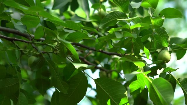 Chandler Walnut - Walnut Tree - Walnut Branch