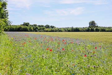 Field of flowers in wild open nature dutch forrest