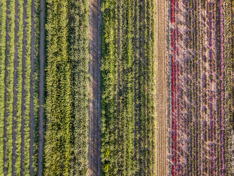 Aerial drone image of fields with diverse crop growth based on principle of polyculture and permaculture - a healthy farming method of ecosystem.
